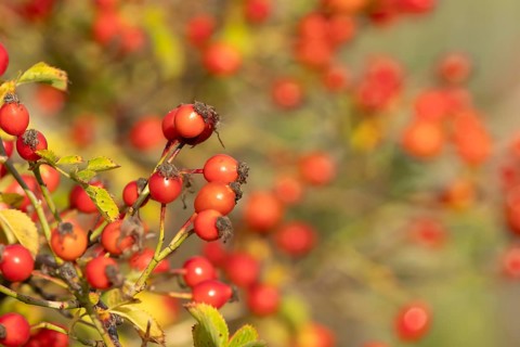 Wild or Dog rose bush plant (Rosa acicularis) with autumn colour leaves and rosehip fruits,