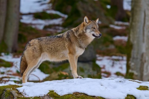 A silent wolf stands on a snow hill in the forest, Wolf (Canis Lupus), Germany