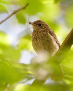 Common Nightingale (Luscinia megarhynchos) juvenile, Mecklenburg-Western Pomerania, Germany