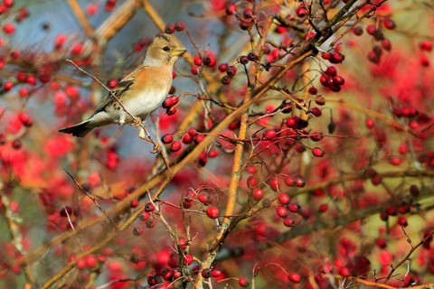 Brambling (Fringilla montifringilla), Andalusia, Spain
