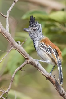 Black-crested Antshrike (Sakesphorus canadensis) perched on a branch in Colombia, South America