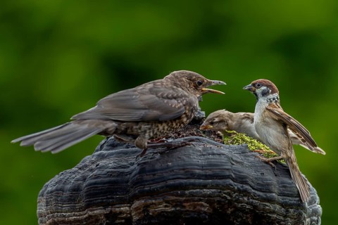A small disagreement between a young blackbird (Turdus merula) and an adult tree sparrow (Passer
