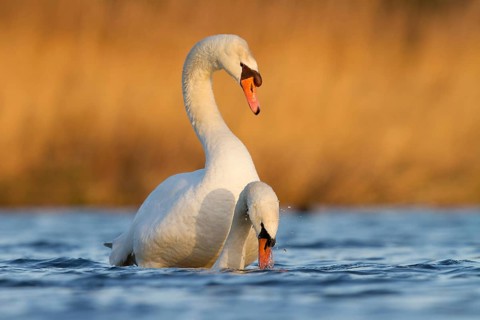 Mute Swan (Cygnus olor) pair mating, Utrecht, Netherlands