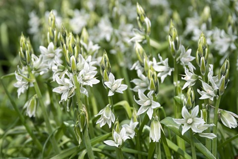 Prairie lily (Camassia leichtlinii 'Alba'),  Germany