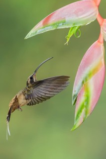 Long-billed Hermit (Phaethornis longirostris) flying while feeding at a flower in Costa Rica