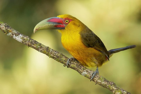 Saffron Toucanet (Pteroglossus bailloni) perched on a branch in the Atlantic Rainforest Region of