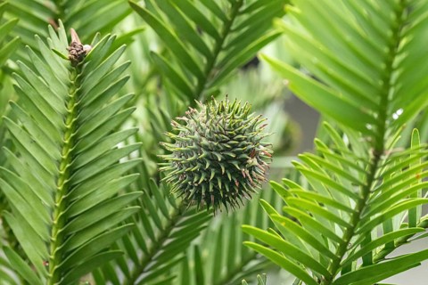 Wollemia (Wollemia nobilis), female flower, Garden Heidi and Gerhard Haimerl, Germany