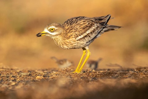 Eurasian Stone-curlew (Burhinus oedicnemus), Castile-La Mancha, Spain