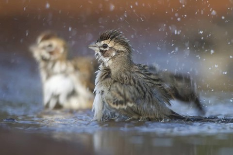 Lark Sparrow (Chondestes grammacus) bathing, Texas, USA