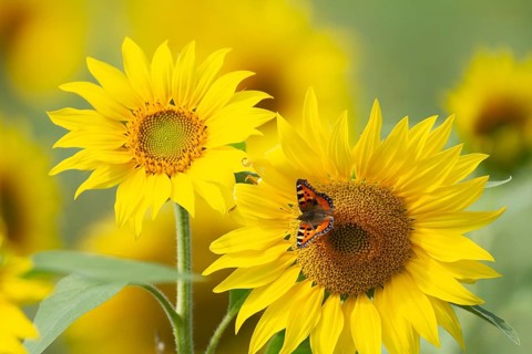 Small tortoiseshell butterfly (Aglais urticae) adult insect feeding on a sunflower flower in