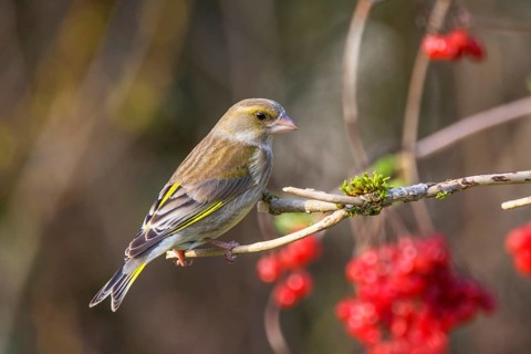 Female greenfinch (Carduelis cloris) with soft colours sitting on a branch, in the background