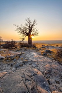 African baobab or baobab tree (Adansonia digitata), at sunrise, sun star, Kubu Island (Lekubu),