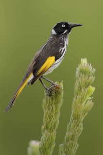 New Holland Honeyeater (Phylidonyris novaehollandiae), Western Australia, Australia