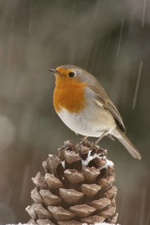 European Robin (Erithacus rubecula), St. Gallen, Switzerland