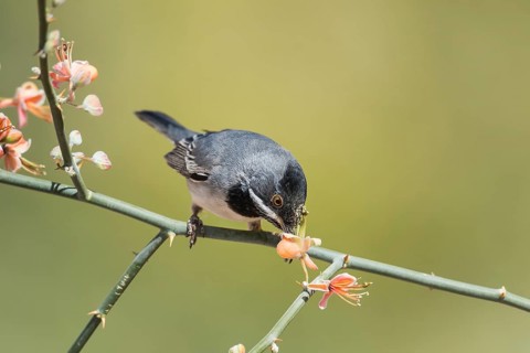 Rüppell's Warbler (Sylvia ruppeli) male, Eilat, Israel