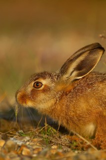European brown hare (Lepus europaeus) juvenile baby leveret animal feeding in grassland in the