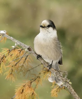Grey Jay (Perisoreus canadensis), Saskatchewan, Canada