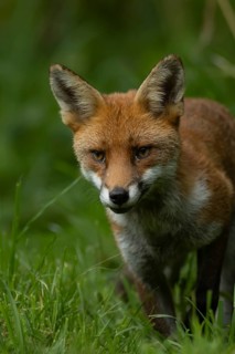 Red fox (Vulpes vulpes) adult animal standing in grassland in the summer, England, United Kingdom