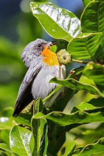 Flame-throated Warbler (Parula gutturalis) perched on a branch in Costa Rica