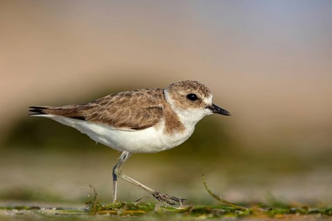 Animals, birds, plover, Kentish plover, (Charadrius alexandrinus), biotope, habitat, foraging, Barr