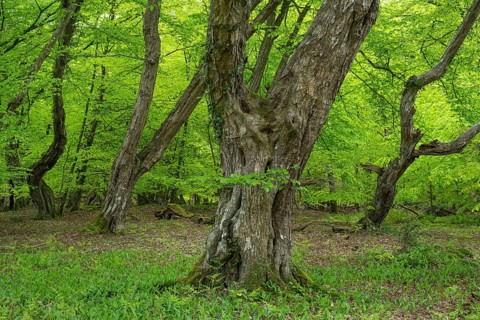 Spring in the Baumweg jungle, Emstek, Lower Saxony, Germany