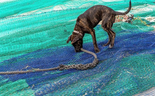 Playful dogs fight on fishermen's nets in the port of Cala Figuera, Majorca, Spain
