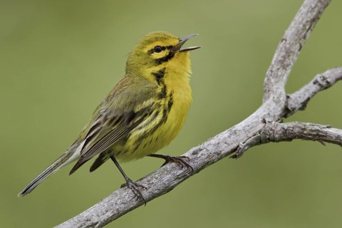 Prairie Warbler (Setophaga discolor) male singing, Ontario, Canada