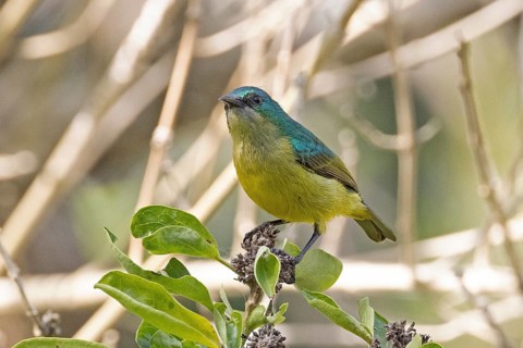 Collared Sunbird (Hedydipna collaris) female, South Africa