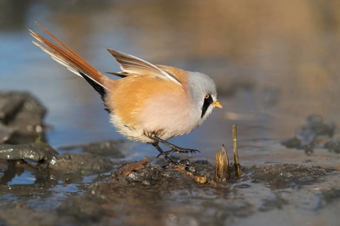 Bearded Reedling (Panurus biarmicus) male foraging, Saxony, Germany
