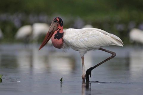 Jabiru (Jabiru mycteria), Pantanal, Brazil