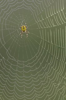Garden spider (Araneus diadematus) adult arachnid in its web, Suffolk, England, United Kingdom