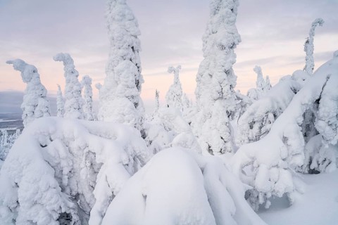 Deep snow-covered spruces, Muddus National Park, Laponia World Heritage Site, Norrbotten, Lapland,