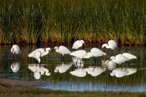 Little Egret (Egretta garzetta), Greece