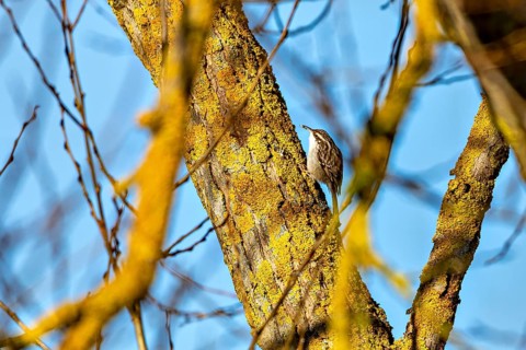 Bird climbing on a mossy tree trunk in nature with blue sky in the background, The treecreeper