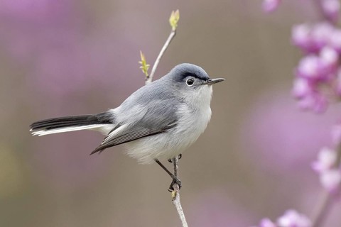 Blue-grey Gnatcatcher (Polioptila caerulea), Ohio, USA