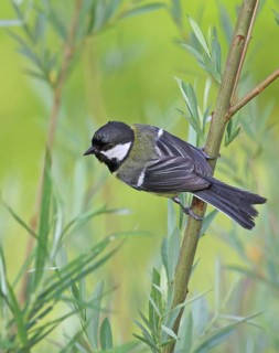 Great Tit (Parus major), France