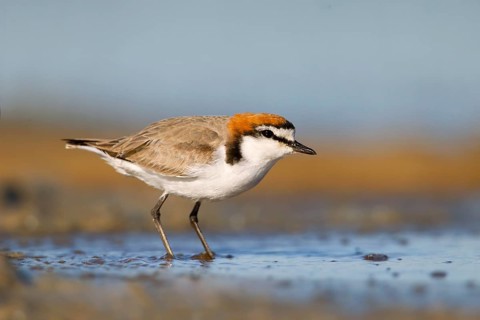 Red-capped Plover (Charadrius ruficapillus) male, Victoria, Australia