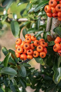 Firethorn (Pyracantha SAPHYR ORANGE), Saxon State Office for the Environment, Germany