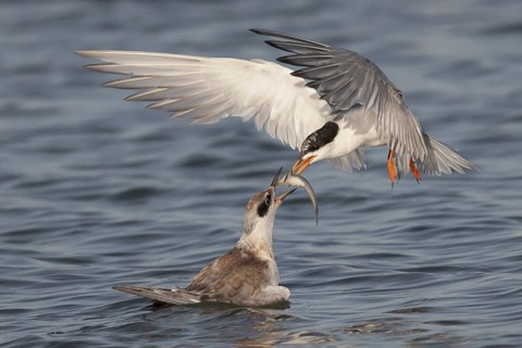 Forster's Tern (Sterna forsteri) juvenile flying, California, USA