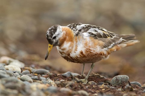 Red Phalarope (Phalaropus fulicarius) male, Chukotka, Russia