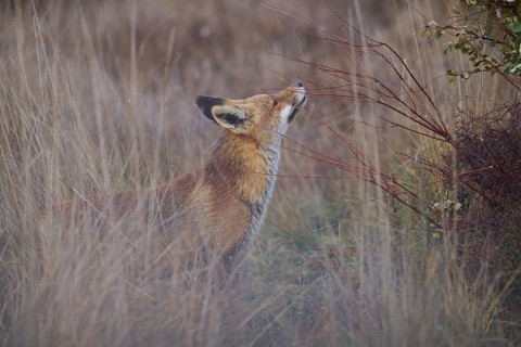 A red fox caught in a serene moment as it stands in a tall grassy field, its gaze fixed upwards