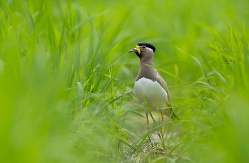 Yellow-wattled Lapwing (Vanellus malabaricus) standing alert in a lush green field, Sreepur,