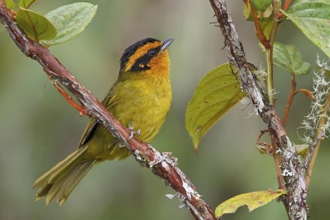 Orange-browed Hemispingus (Hemispingus calophrys) perched on a branch in Bolivia, South America