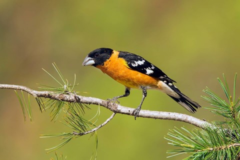 Black-headed Grosbeak Pheucticus melanocephalus Santa Rita Mountains, Santa Cruz County, Arizona,