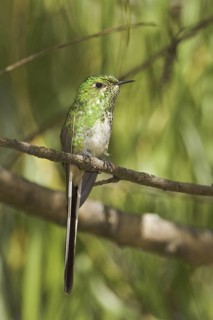 Green-tailed Trainbearer (Lesbia nuna), Ecuador