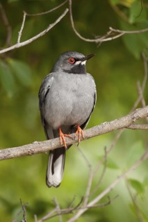 Red-legged Thrush (Turdus plumbeus), Bahamas