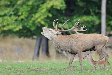 Red deer (Cervus elaphus) during the rutting season, capital stag in his herd with hinds roaring in