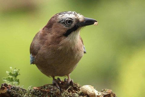 Eurasian Jay (Garrulus glandarius), Lower Saxony, Germany