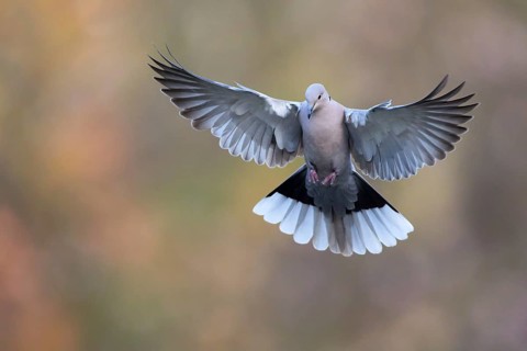 Eurasian Collared Dove (Streptopelia decaocto) fying, Valencia, Spain