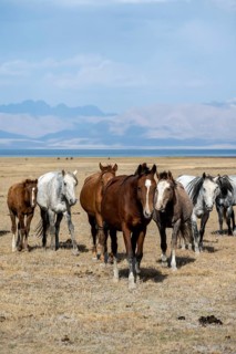 Horses in the highlands, Song Kul mountain lake, Naryn region, Kyrgyzstan